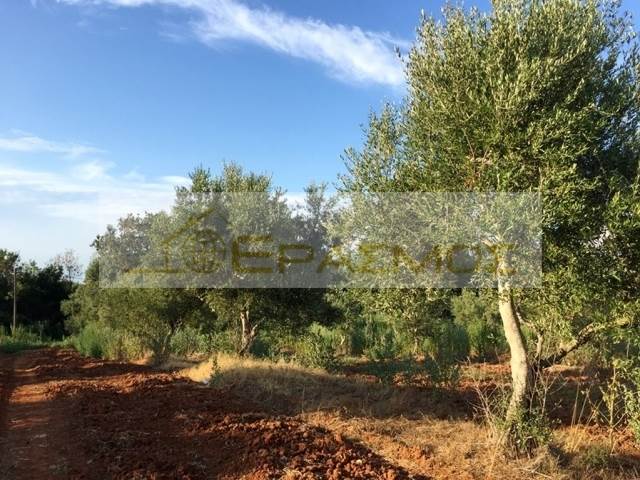 (For Sale) Land Large Land  || Achaia/Movri - 10.000 Sq.m, 75.000€ 