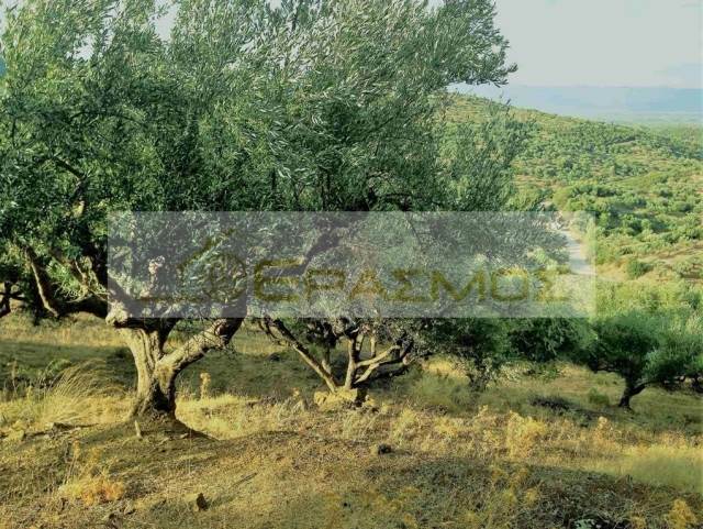 (For Sale) Land Agricultural Land  || Messinia/Ithomi - 21.000 Sq.m, 35.000€ 